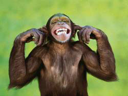 photo of smiling monkey